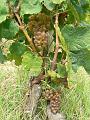 Marsanne vine, Hermitage vineyards P1140075